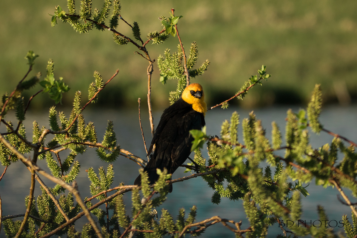 Yellow head blackbird, South of Calgary, alberta, Canada