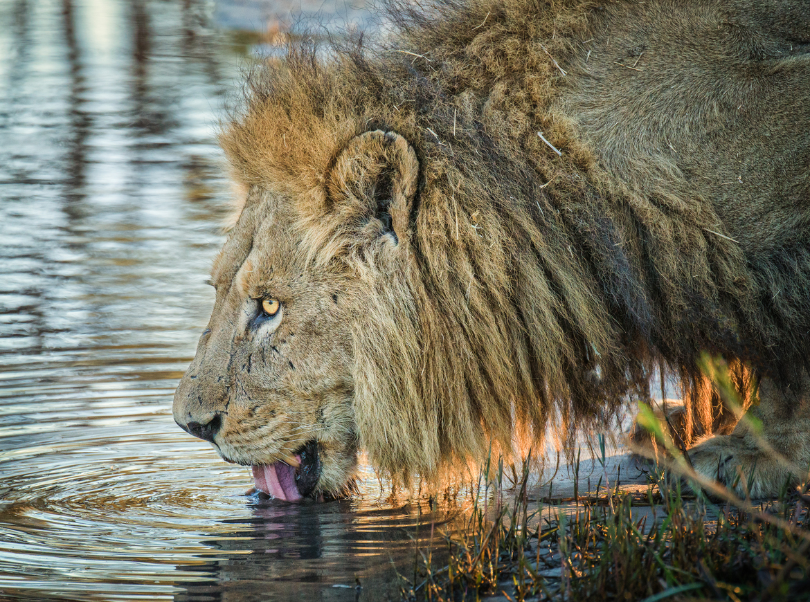 Lion, Sabi Sand, South Africa