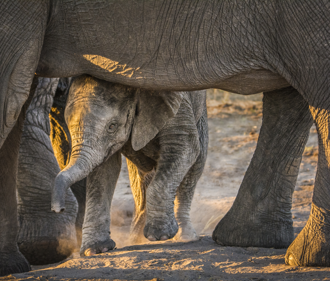 African elephant, Sabi Sand, South Africa