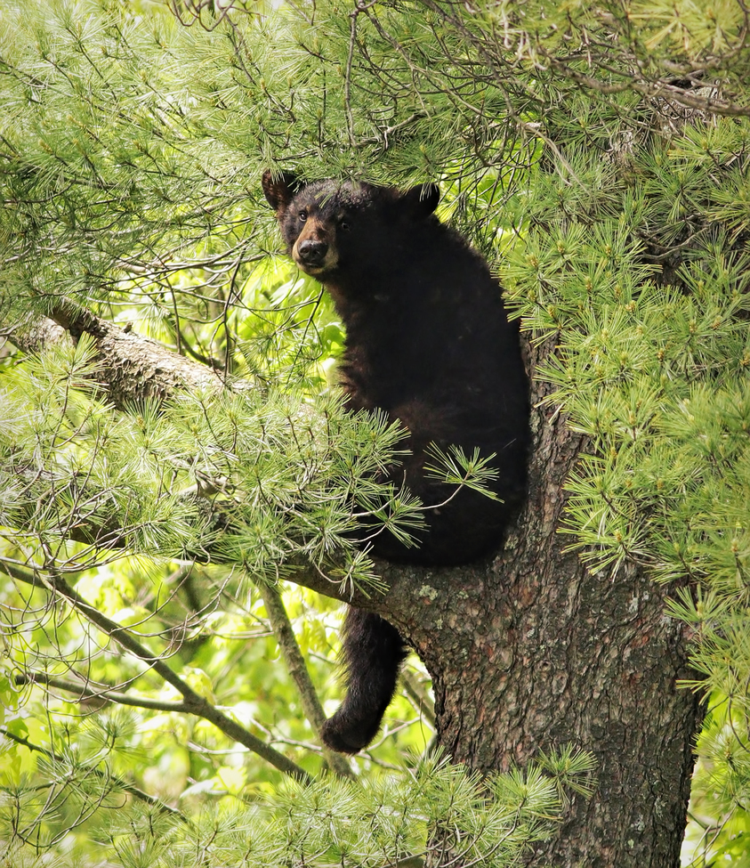 Black Bear, Poconos, United States of America
