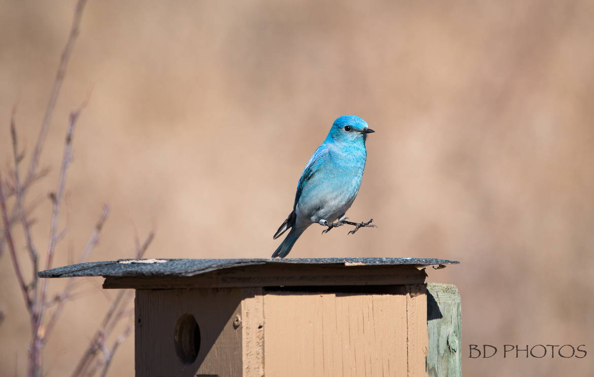 Mountain bluebird, Millarville, Alberta, Canada