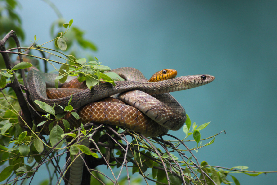 Snake, Chennai, India