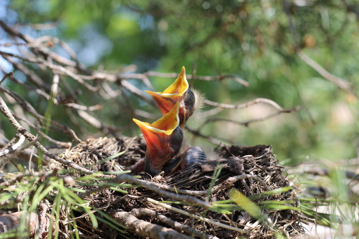 Robin, Manhattan, Kansas, United States of America