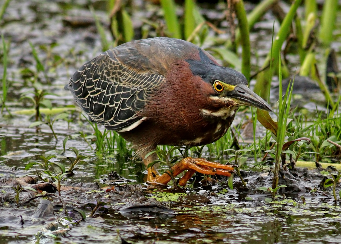 Green Heron, Morristown, NJ, United States of America