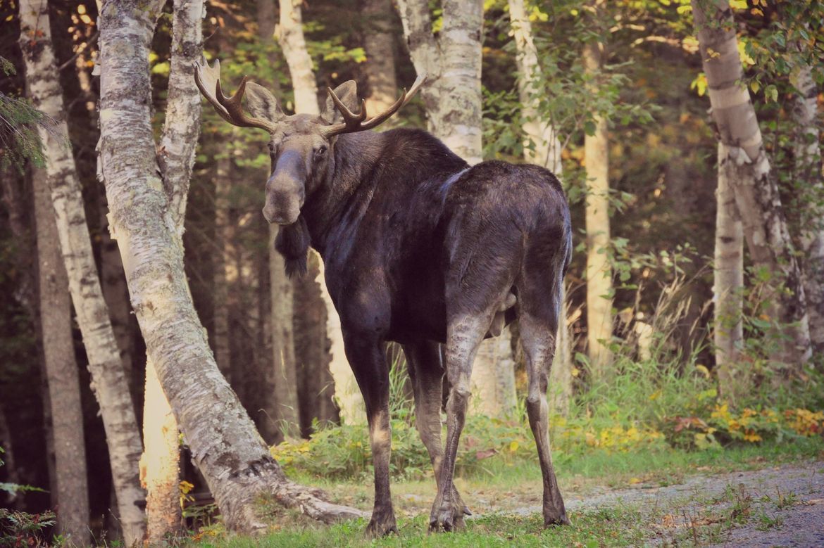 Moose, Eustis, Maine, United States of America