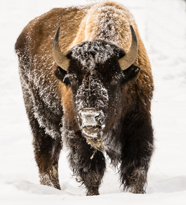 Grid 170129bisonprint2