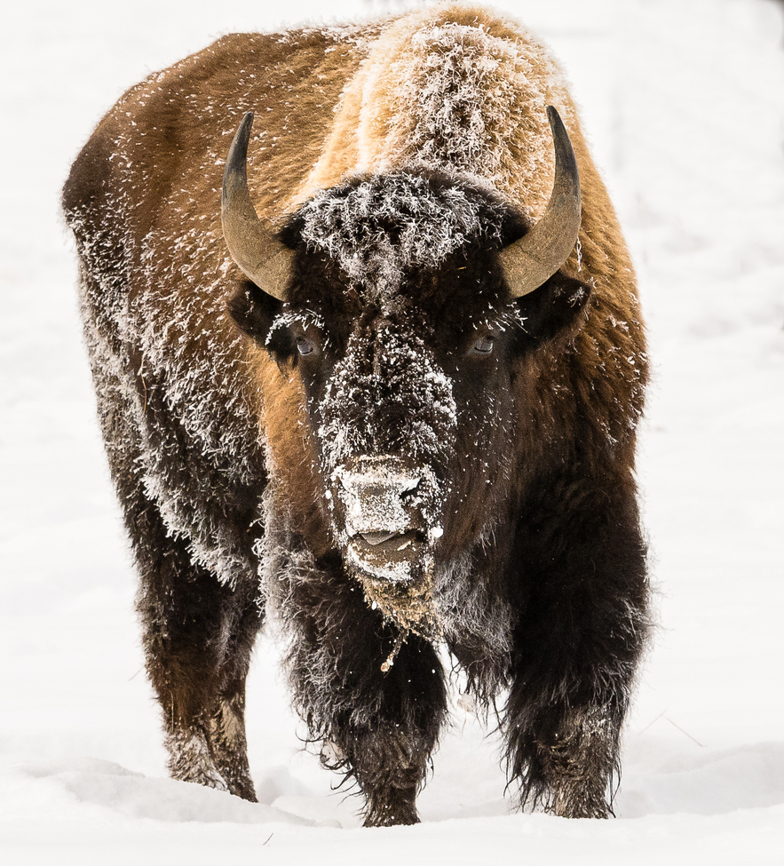 American Bison, Yellowstone National Park, United States of America