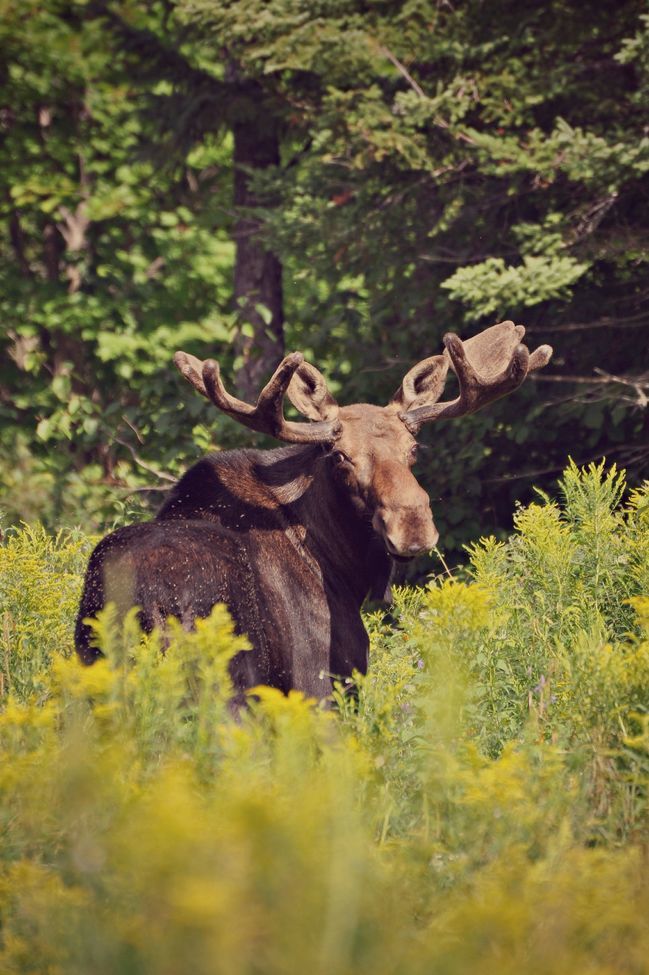 Moose, Eustis, ME, United States of America