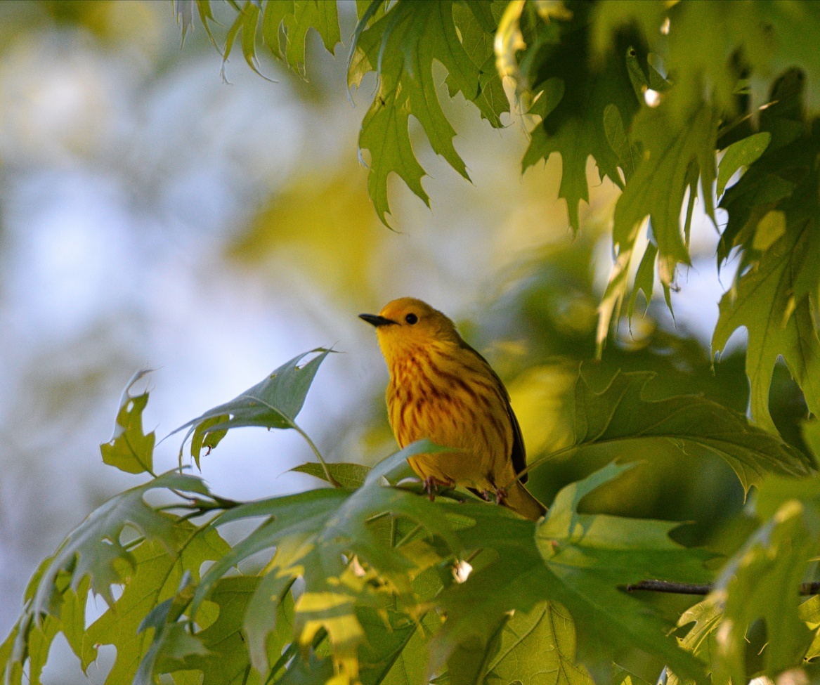 Yellow Warbler, Unity, ME, United States of America