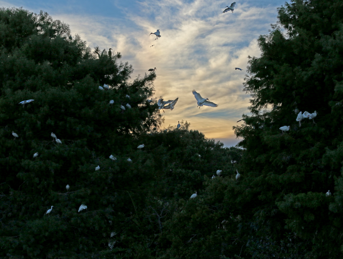 Ibis, Egret , Wakodahatchee Wetland Preserve, United States of America