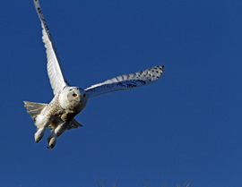 Grid snowy owl
