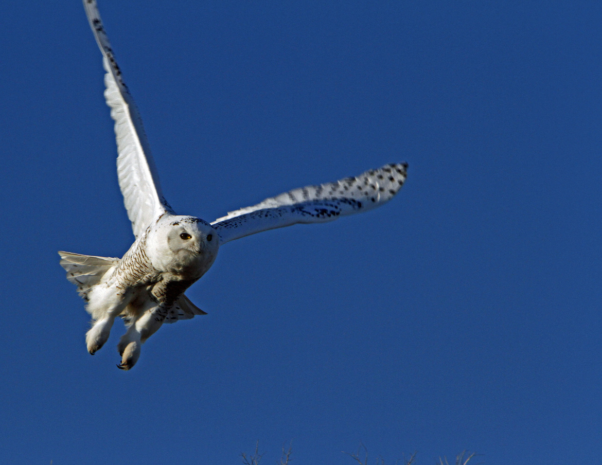 Snowy Owl, Lower Valley, Kalispell, MT, United States of America