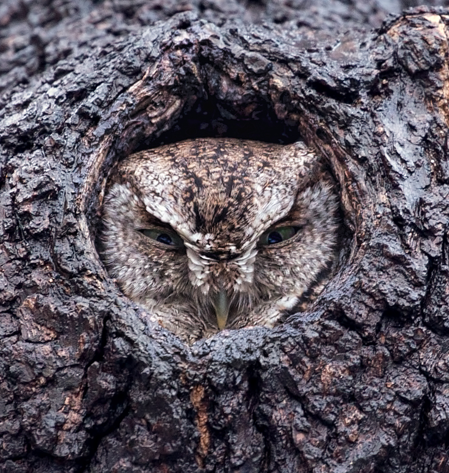 Eastern Screech Owl, Blairstown, NJ , United States of America