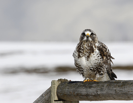 Grid rough legged hawk