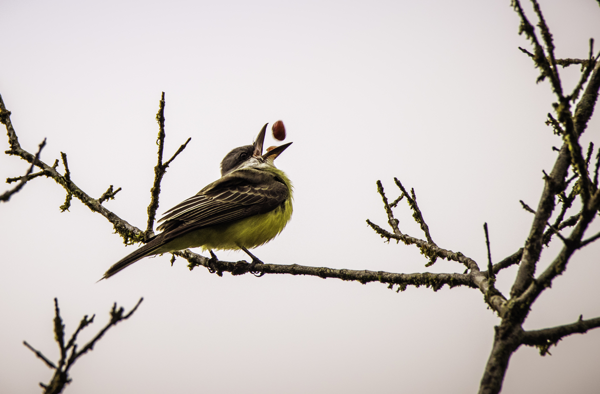 Tropical Kingbird, Arenal Area; Open Space, Costa Rica