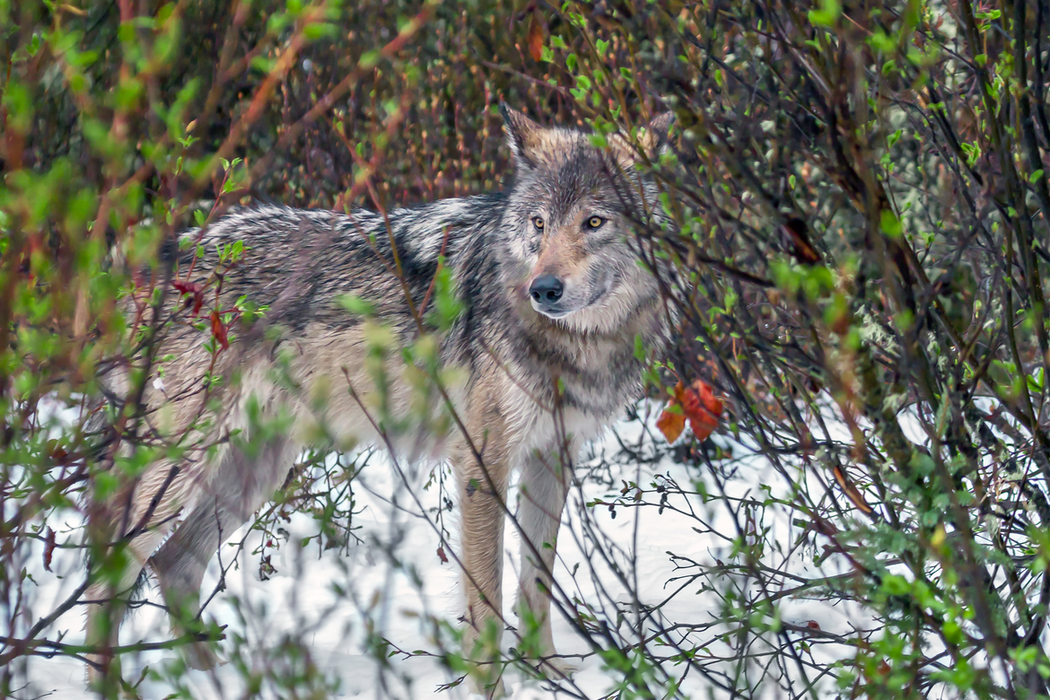 Grey Wolf, Jasper National Park, Canada