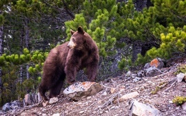 Grid received 10211794596974818 01