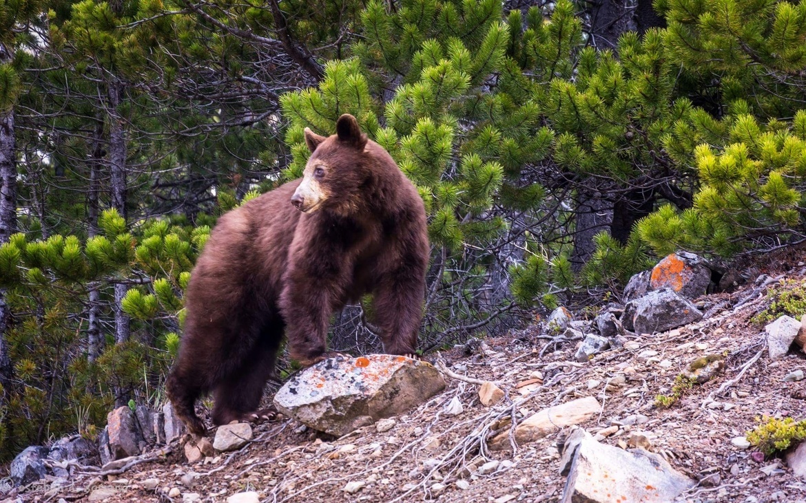 Grizzly bear, Wayerton Lakes National Park, Canada