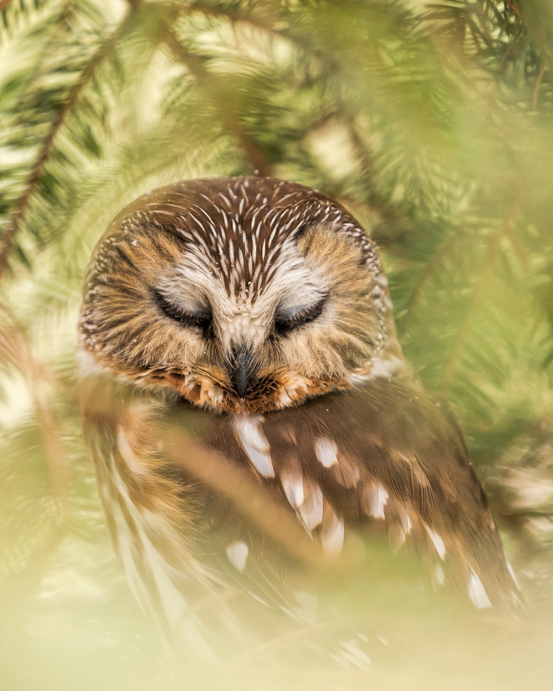 Saw-whet Owl, Allamuchy, NJ , United States of America