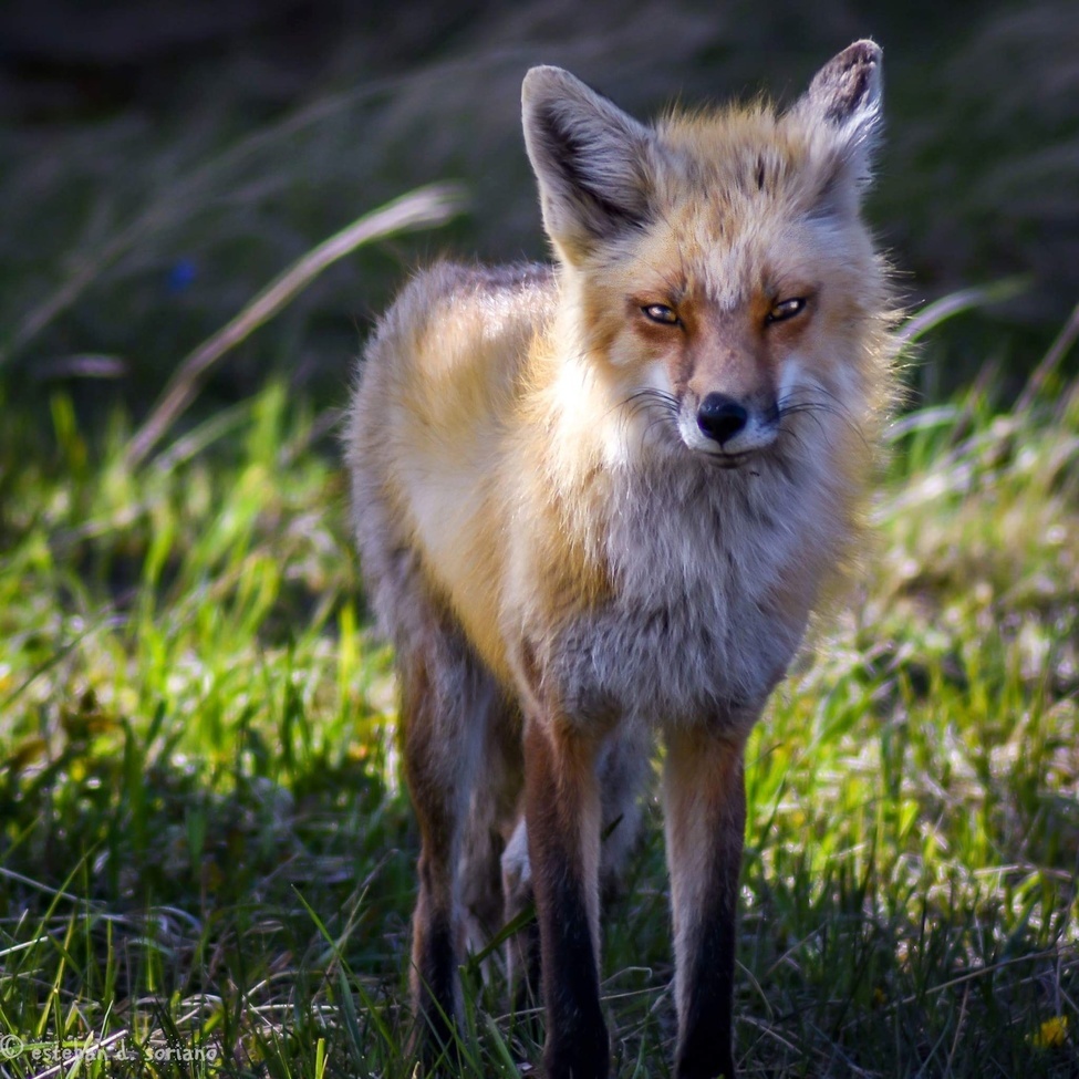 Red Fox, Waterton Lakes National Park, Canada