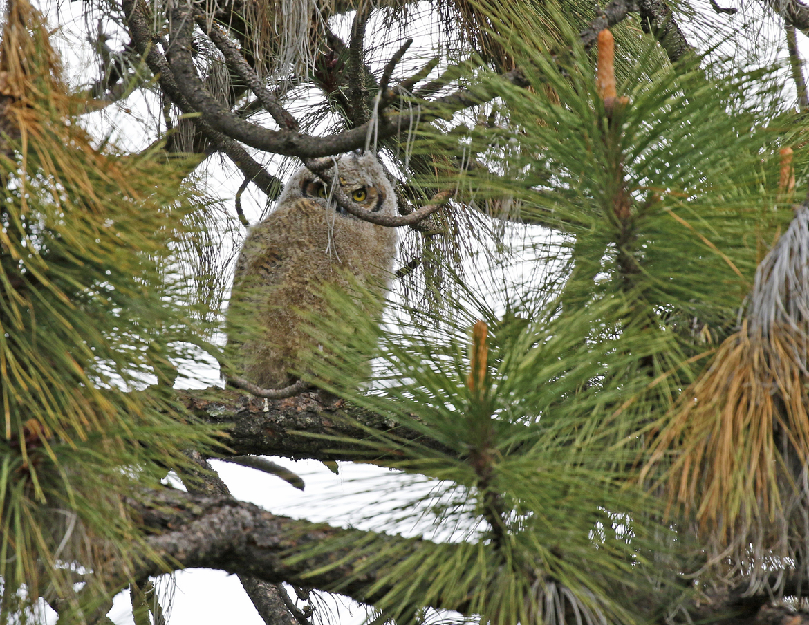 Great Horned Owl baby, Kalispell, MT, United States of America