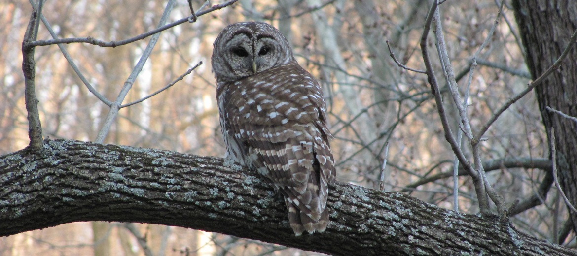 Barred Owl, Nashville, Tennessee, United States of America