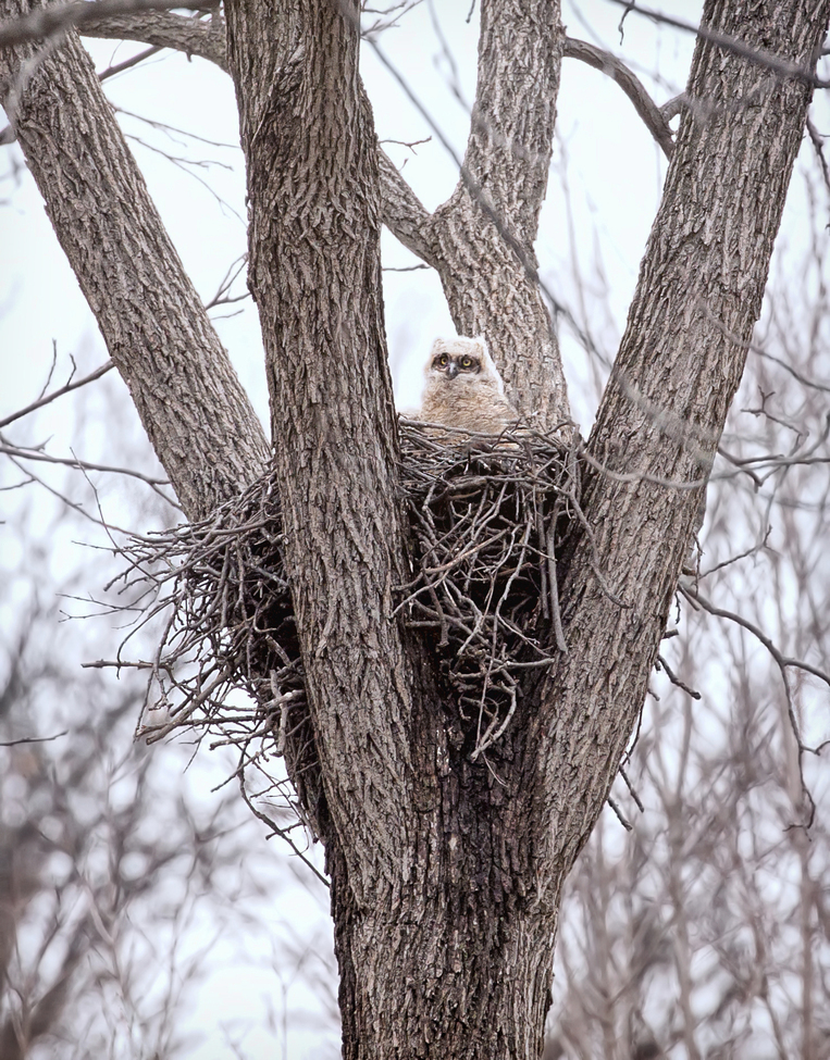 Great Horned Owl, Hamburg, NJ , United States of America