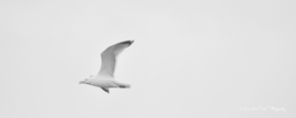 Grid herring gull in flight 20x8