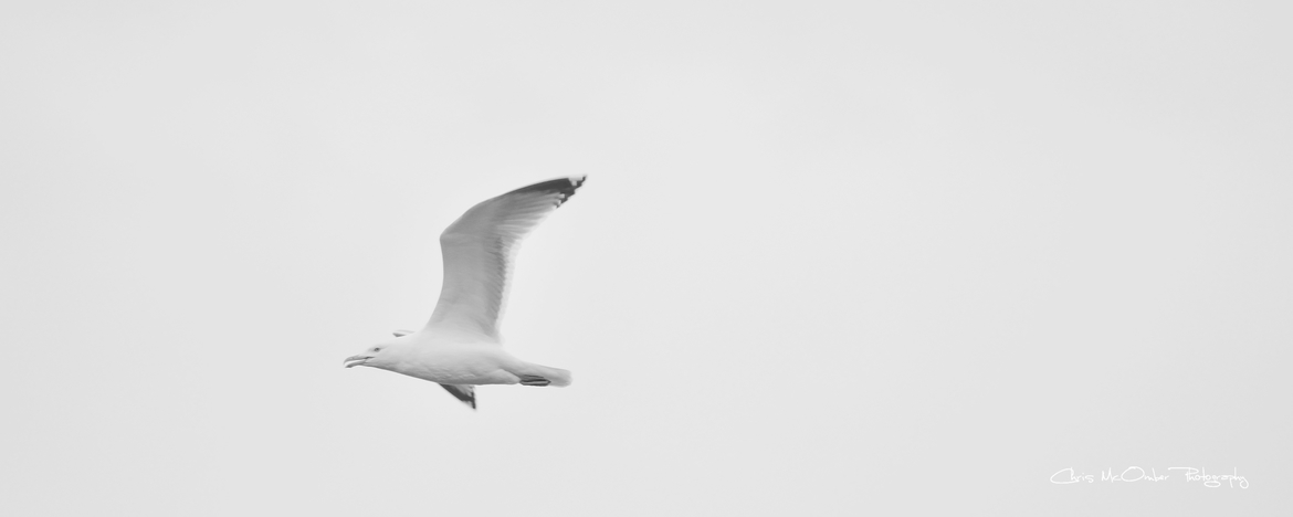 Herring Gull, Hecla/Grindstone Provincial Park, Canada