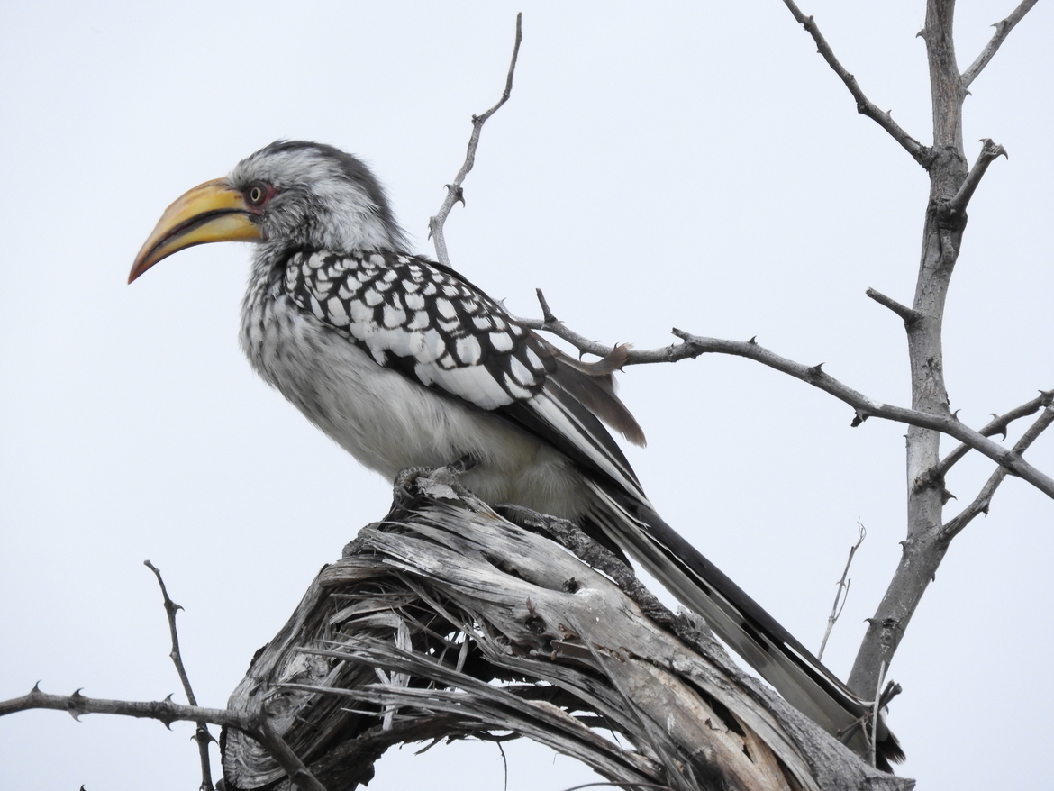 Southern Yellow-billed Hornbill, Okavango Delta, Botswana