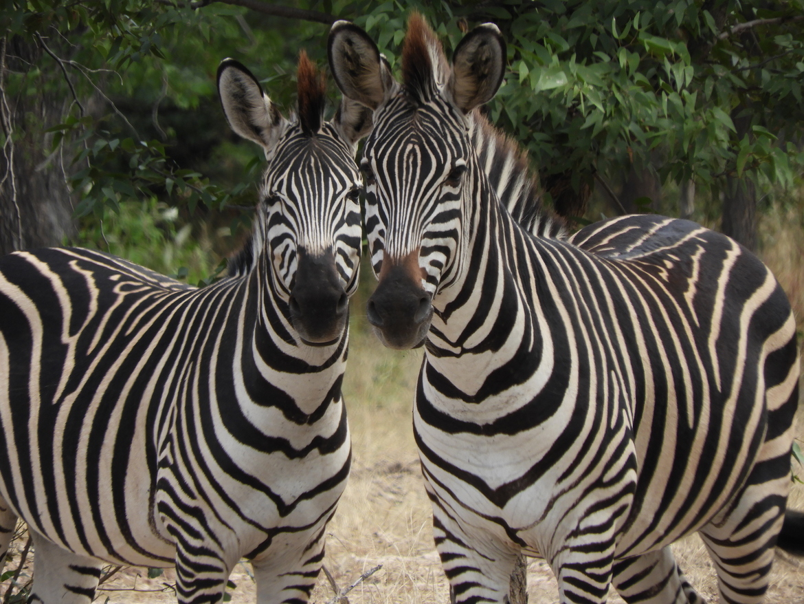 zebra, Mosi-oa-Tunya National Park, Zambia