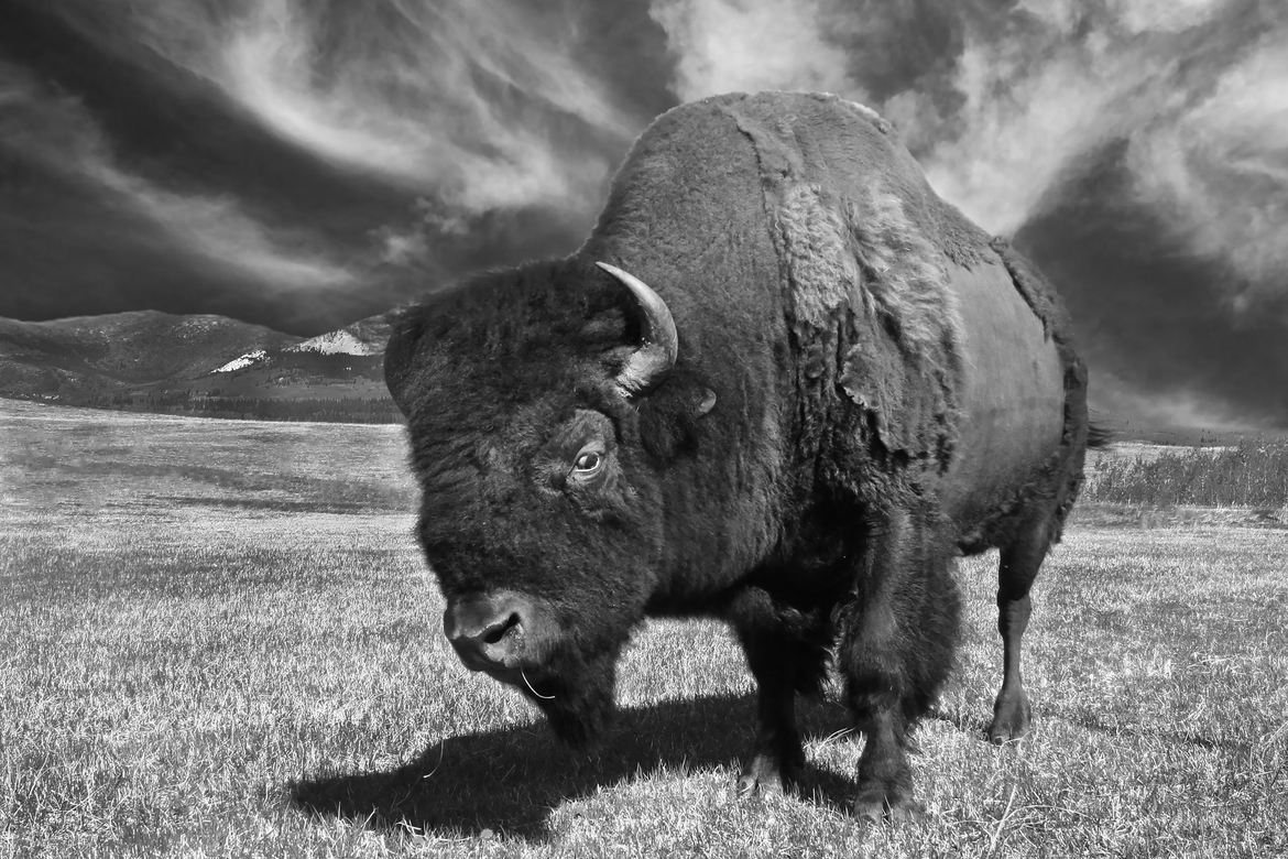 Plains Bison, Waterton Lakes National Park, Canada
