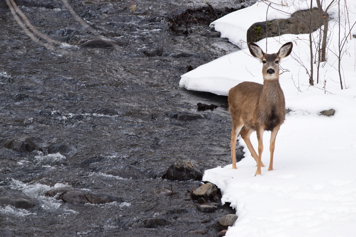 Doe Deer, Rock Creek, Cascades , United States of America