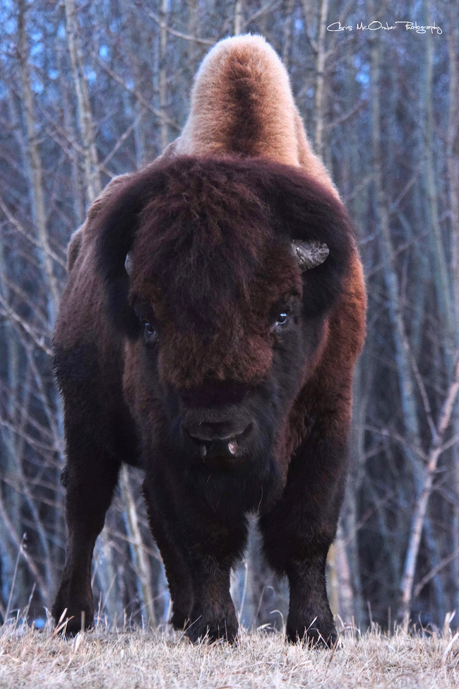 American Bison, Elk Island  National Park, Canada
