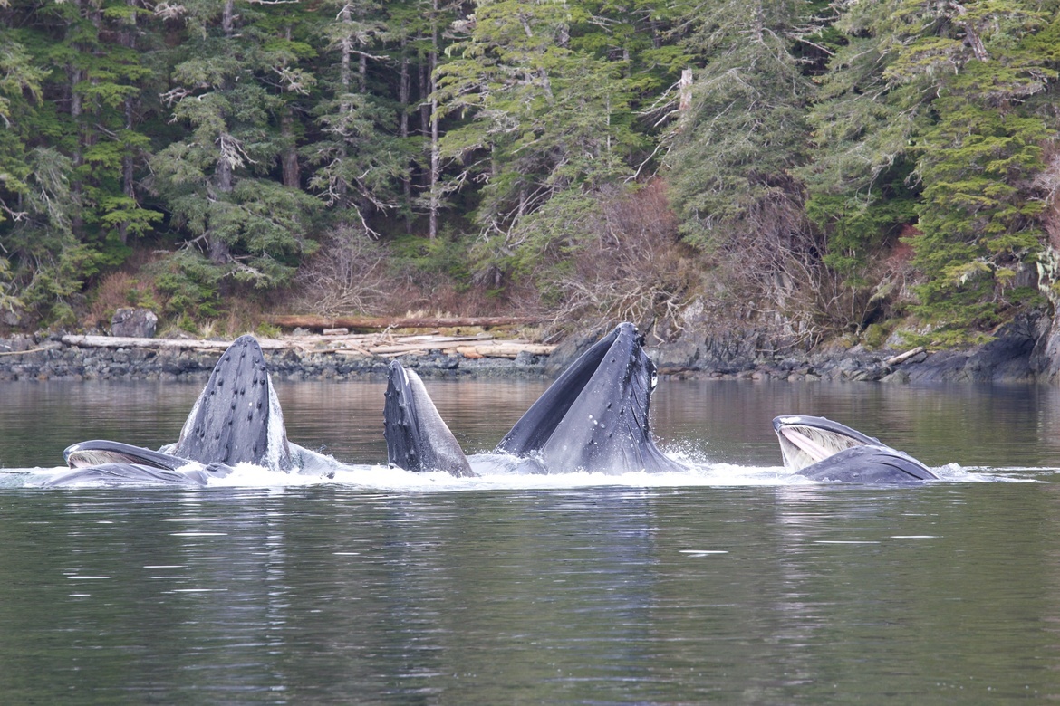 Humpback Whale, Krestof Sound , Sitka Alaska, United States of America