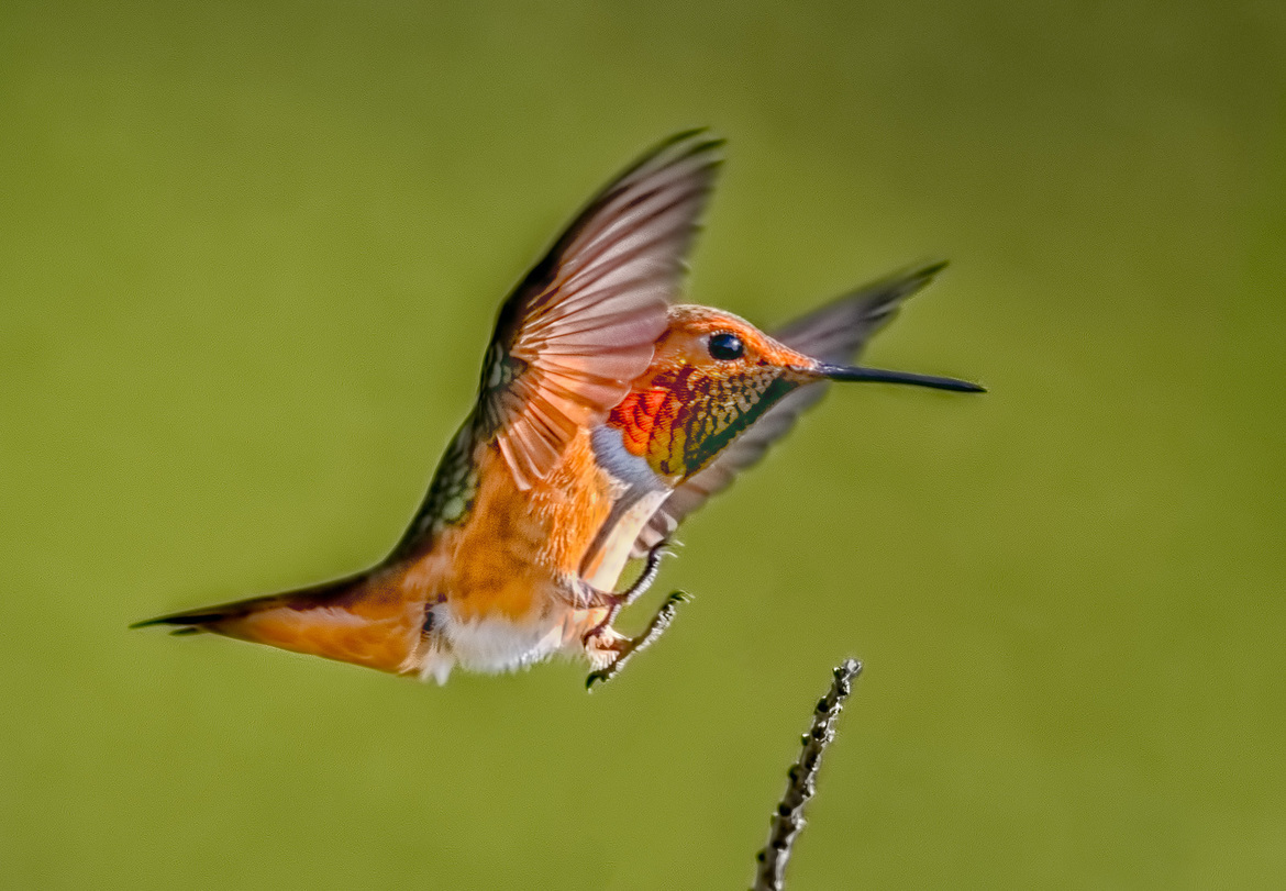 Allen's Hummingbird, Santa Cruz, CA, United States of America