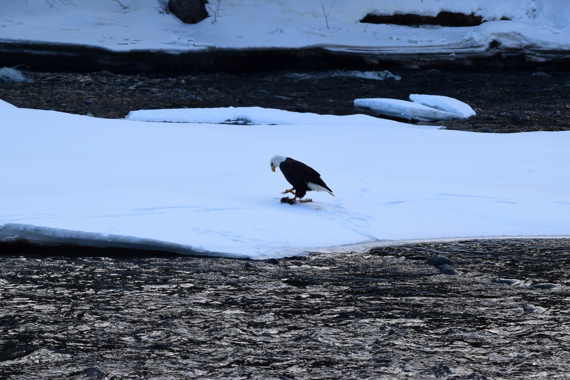 Bald Eagle, Wenatchee Forset Area Outside Naches, United States of America