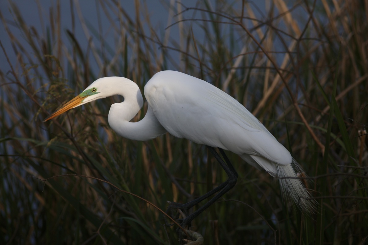 Great Egret, Smiths Oaks Bird Sanctuary, High Island, TX, United States of America