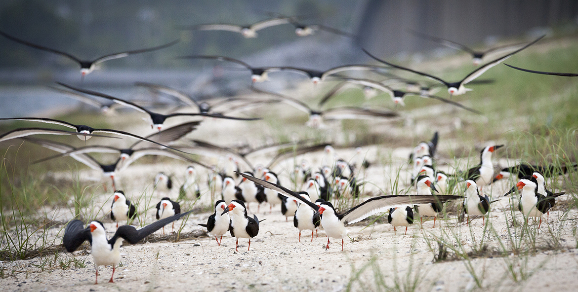 Black Skimmer, BLSK, Rynchops niger, Navarre Beach Causeway, Florida, United States of America
