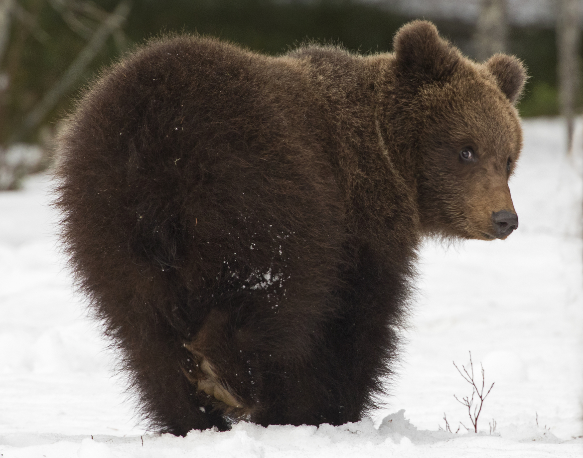 European Brown Bear, Eastern Finland border with Russia, Finland