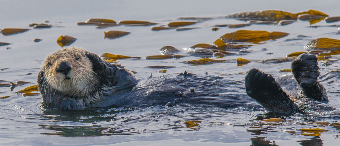Sea otter, Morro Bay - California, United States of America