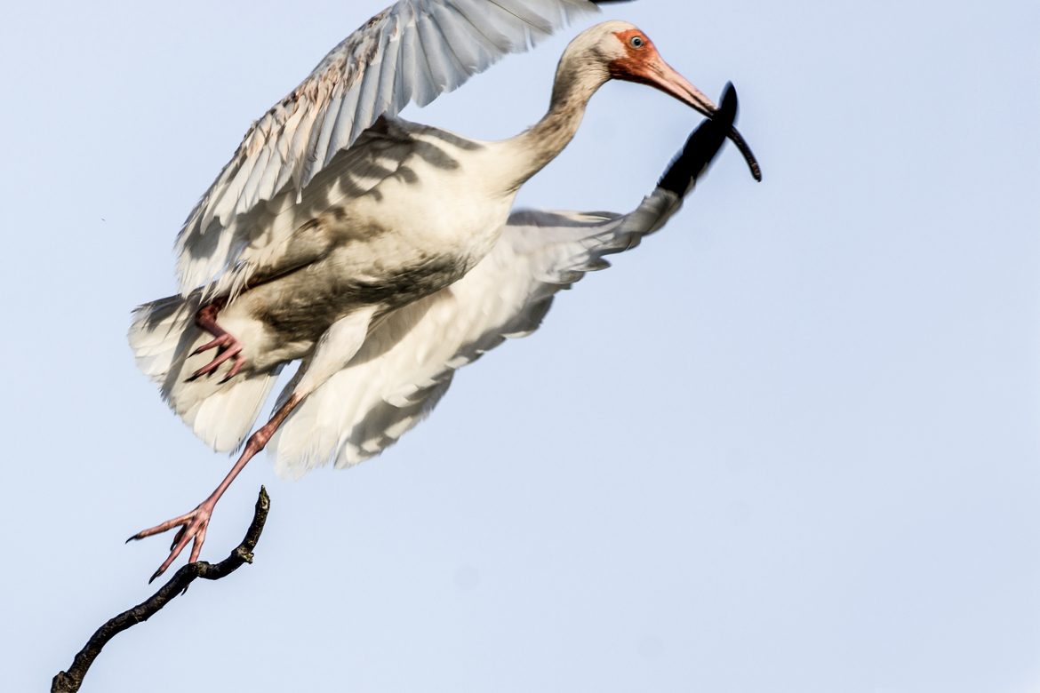White Ibis, Miller Lake, Lousiana, United States of America