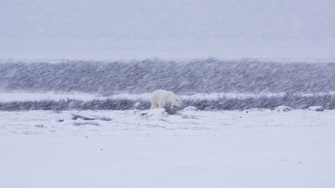 Polar Bear, Just outside Churchill, Canada