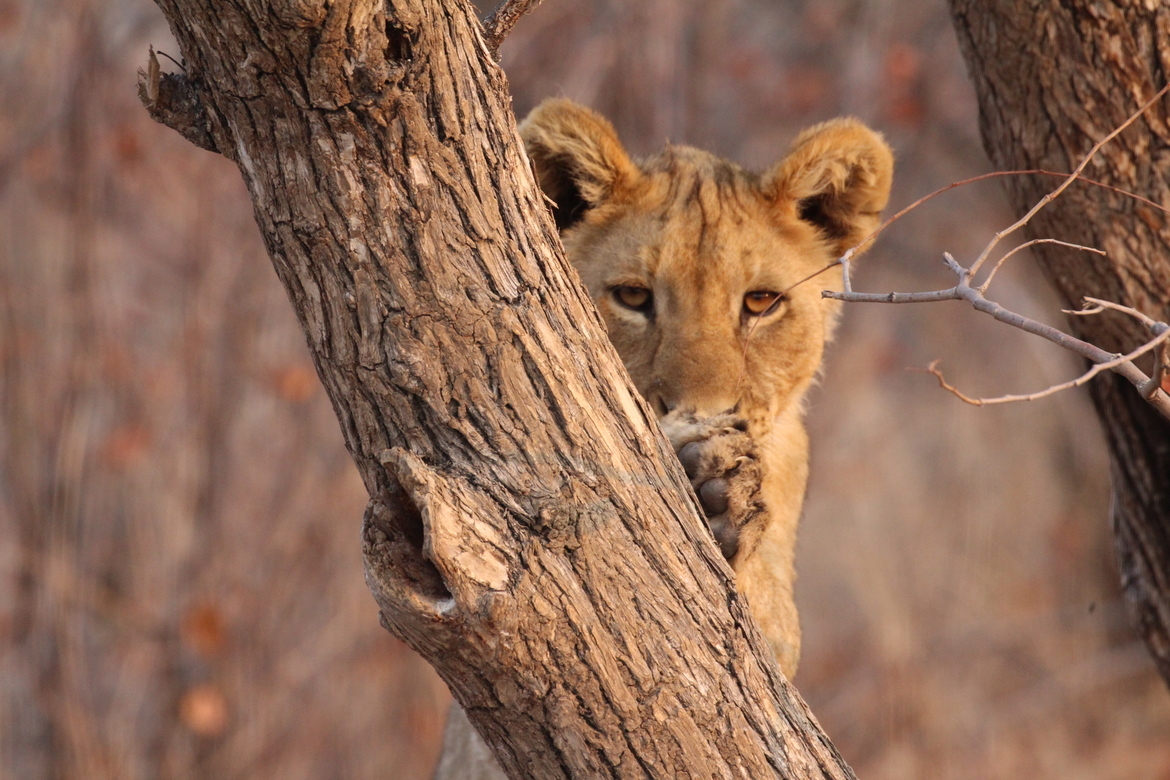 Lion, Near Ongava Tented Camp, Just outside Etosha National Park, Namibia