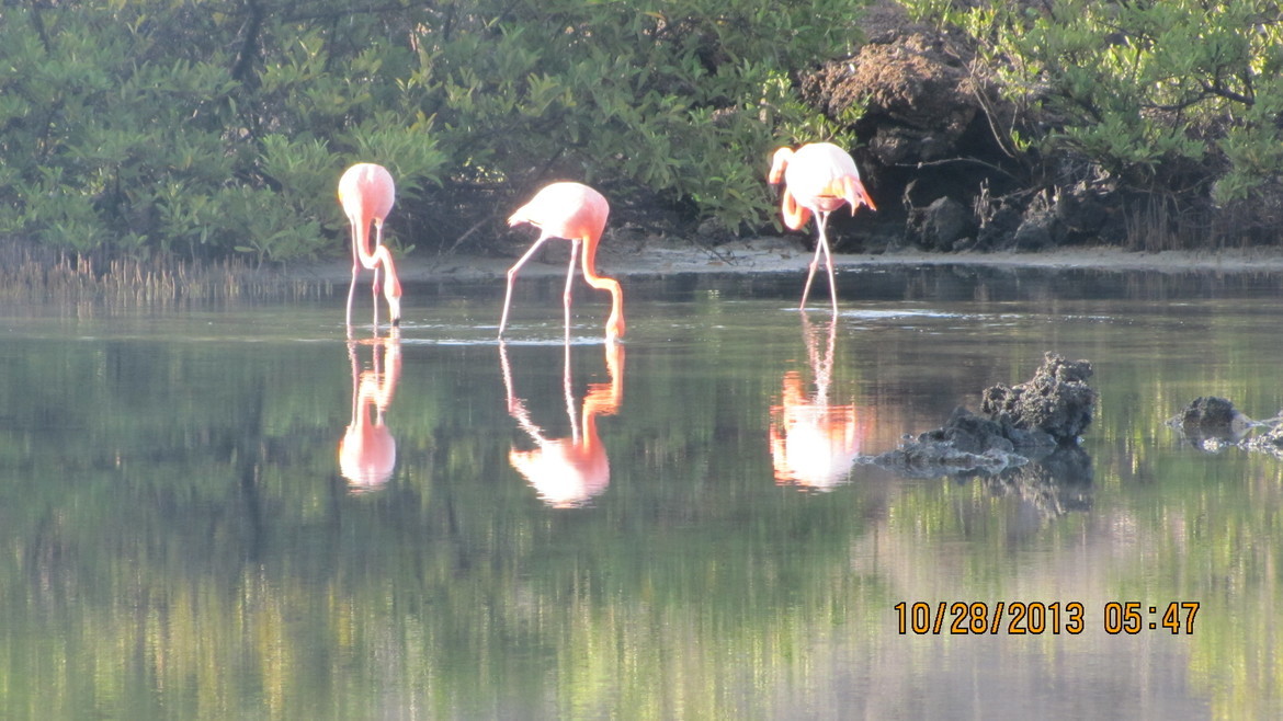 Flamingo, Galapagos Islands, Ecuador