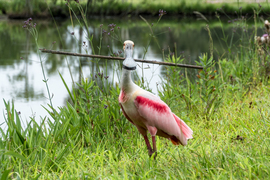 Grid 2017 05 11 jefferson island 05465