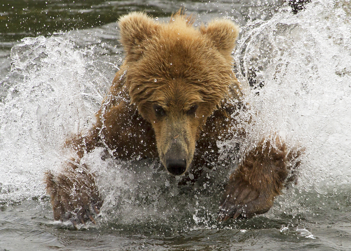 Brown Bear, Brooks Falls, Katmai, Alaska, United States of America