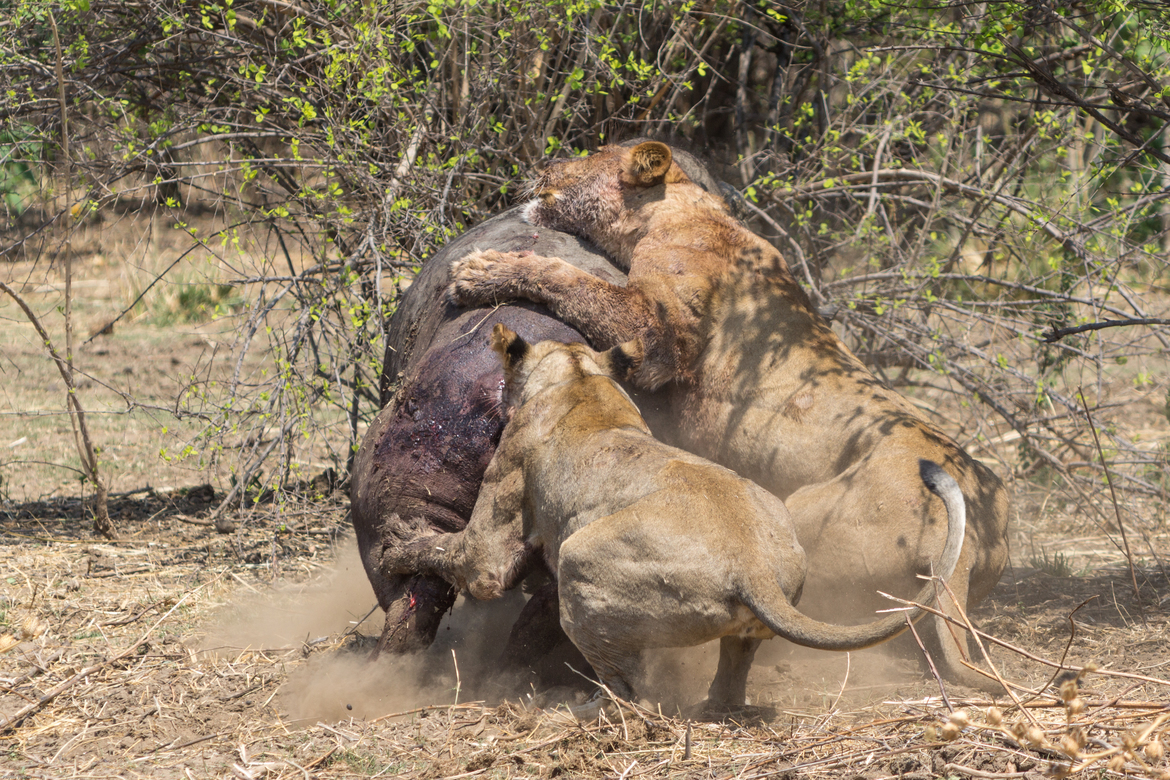 African Lion with Cape Buffalo, Mana Pools National Park, Zimbabwe