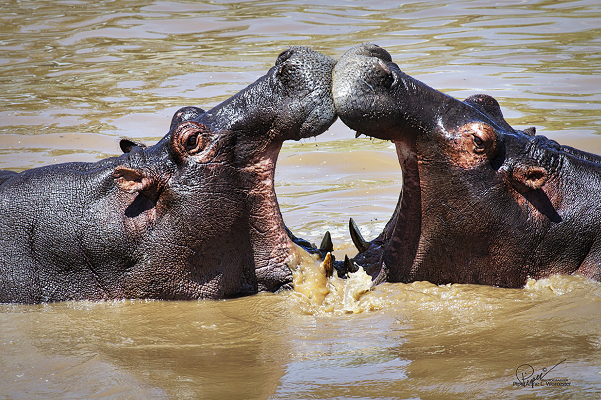 Hippopotamus     Hippopotamus amphibius, Serengeti , Tanzania, United Republic of
