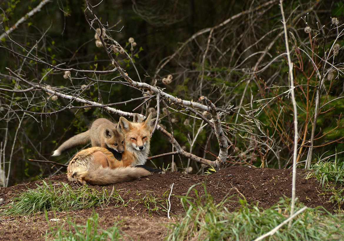 Red Fox, Hecla Island, Canada